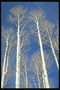 Birches pe fundal de primavara cer