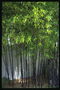 Bamboe struweel