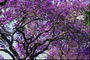 紫色のカール。 色の枝