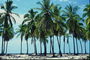 Palmbomen. Strand Zee