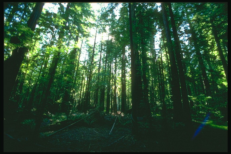 Сумрак лесной