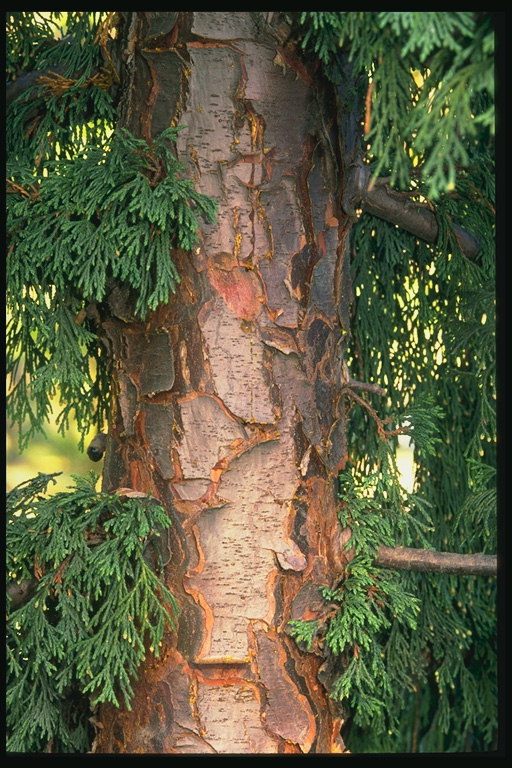 Mangfoldigheden af træ bark