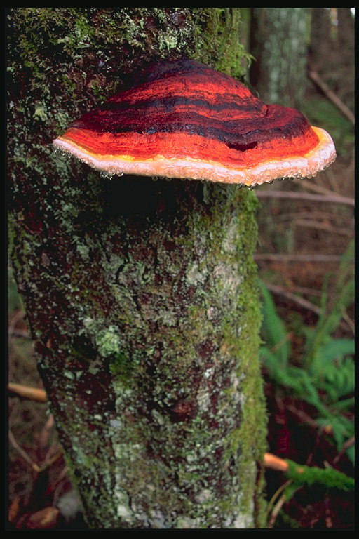 Mushroom fuq tree trunk