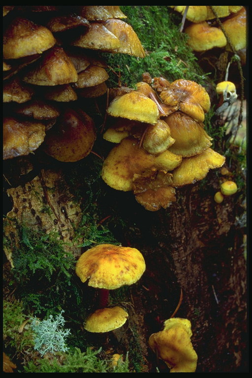 寄生虫蘑菇和青苔的树干