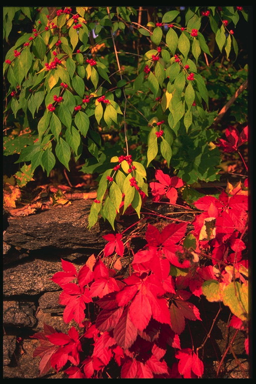 Uva rossa foglie e rami dal fuoco bacche