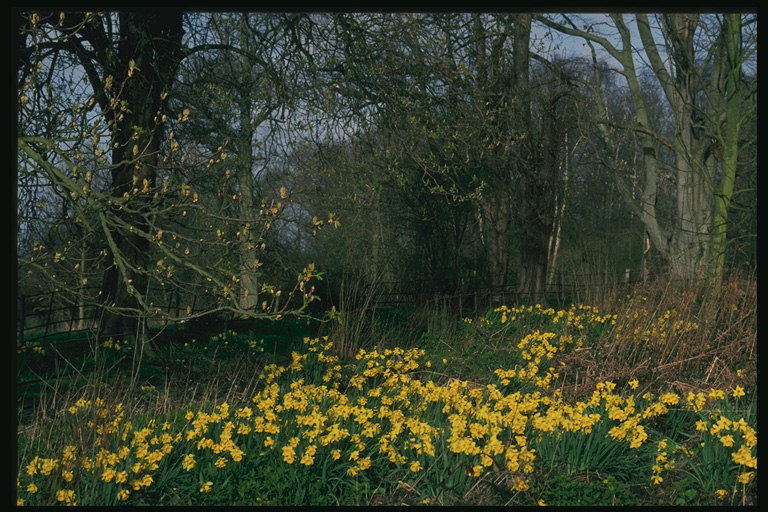 Den första våren åtgärder. En gul matta av blommor