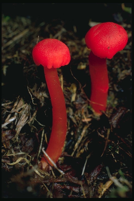 Red funghi toadstool