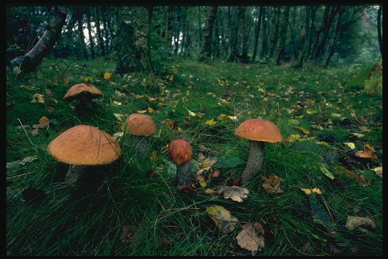 Gljive su među zelene trave
