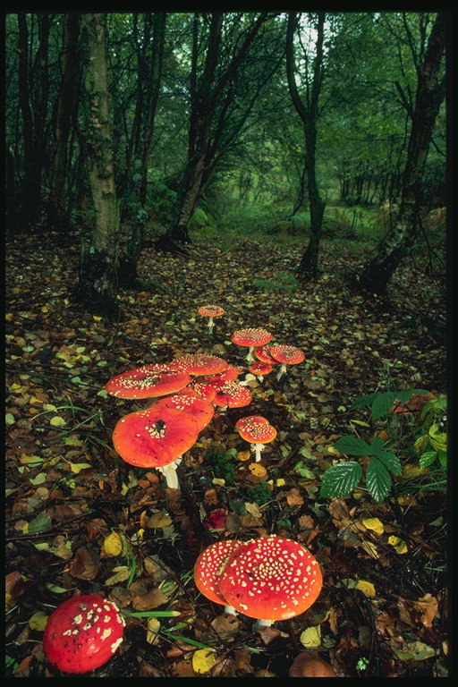 Fly agaric with white collar