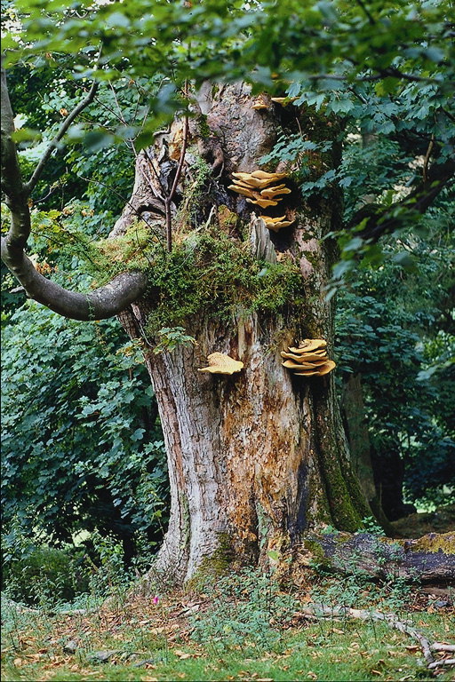 Fantasy Nature. Trunk of the tree
