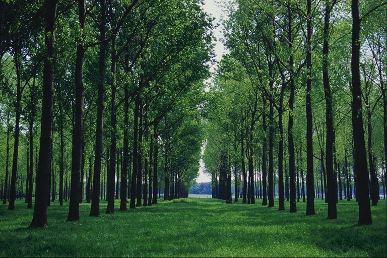 Parque zona. Filas de árbores