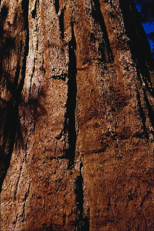 עץ bark