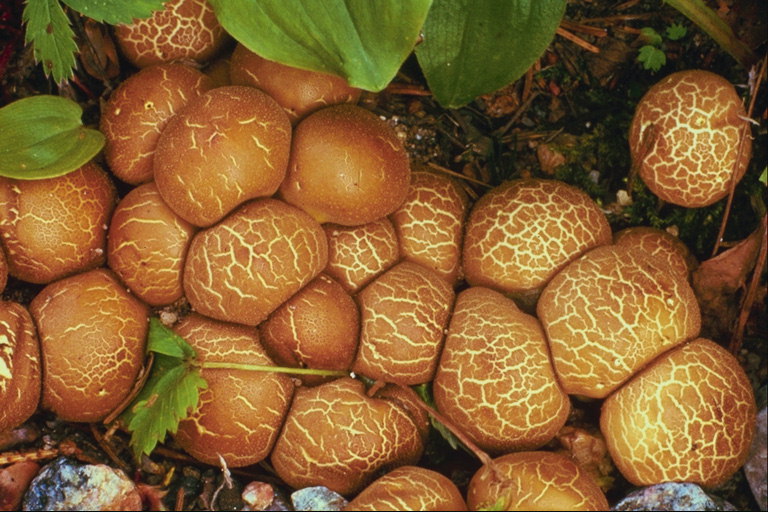 Light castanha cogumelos