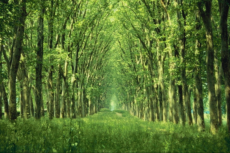 Mềm màu xanh lá cây và cỏ lá