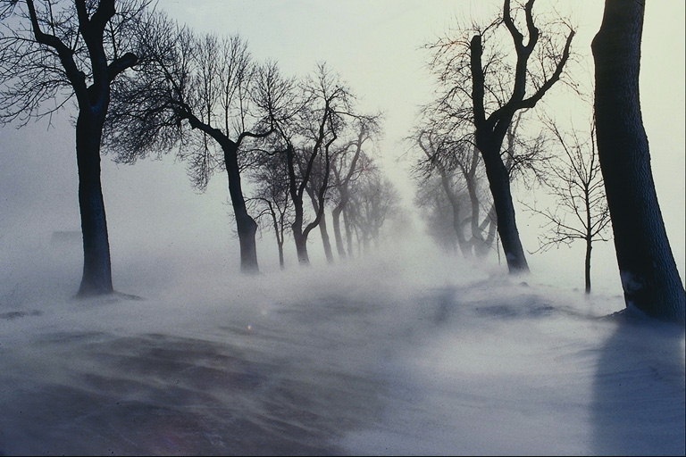Мляко мъгла сред голите дървета