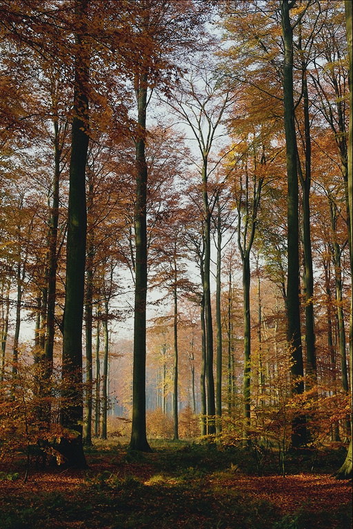 Herbst Landschaft