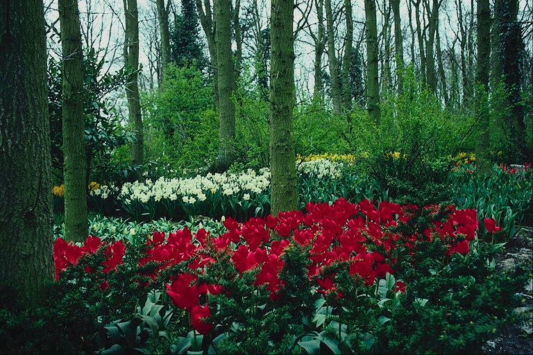 Парк. Цвеће - црвена, жута, бела