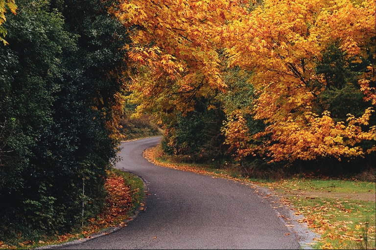 道路。 秋の木