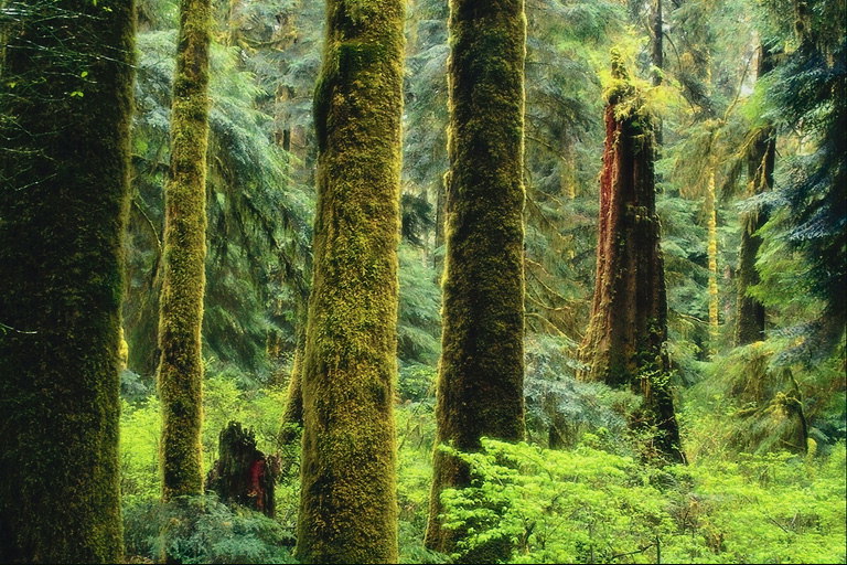 Orman alanları