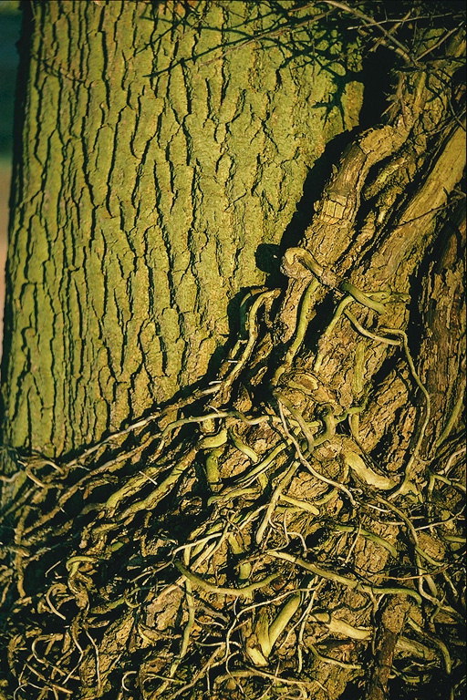Grinalda produto das raíces