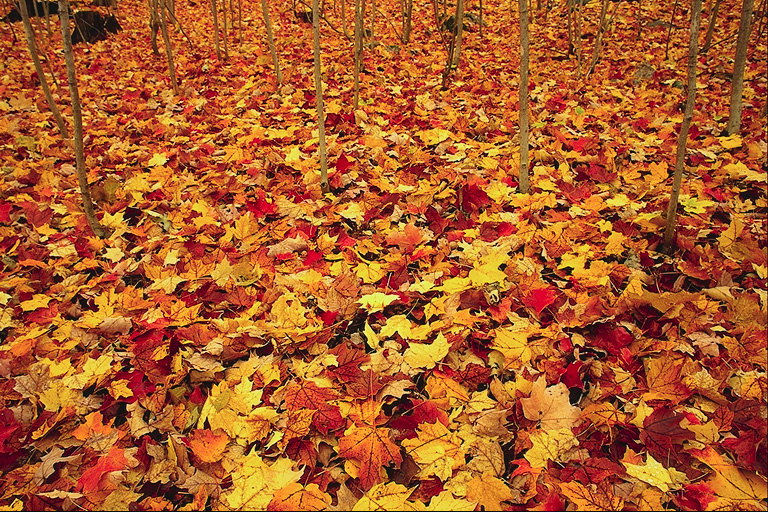 Autumn tapit. Golden weraq