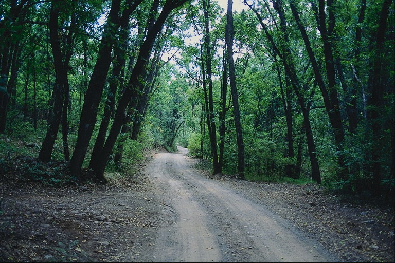 Road. Bosque