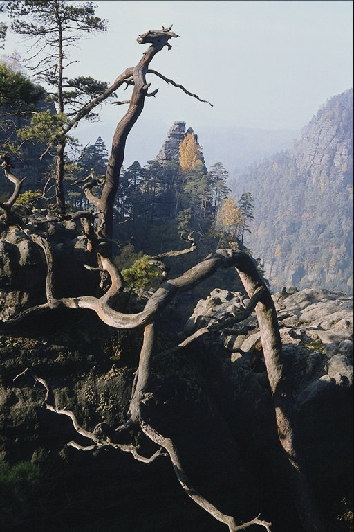 Гірський пейзаж. Фантастическое сплетіння коренів