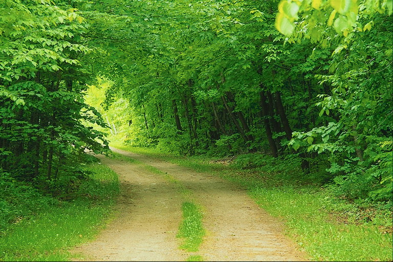 Tunnel av trær. Road