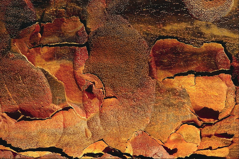 Orange-kayumanggi bark