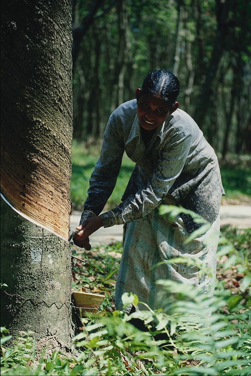 Една жена събиране на смола от дърветата