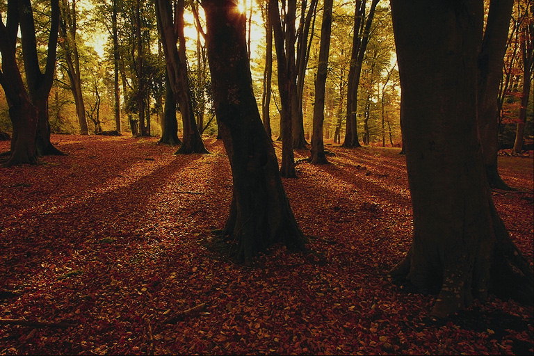 日落。 秋季森林