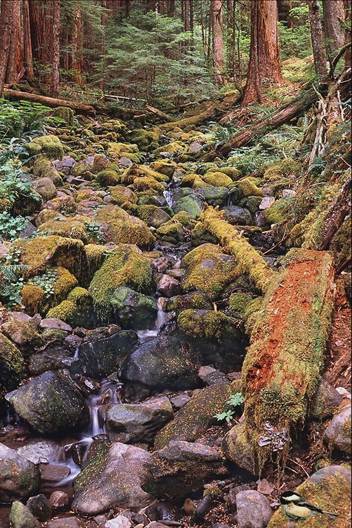 Drypa av stenar i skogen