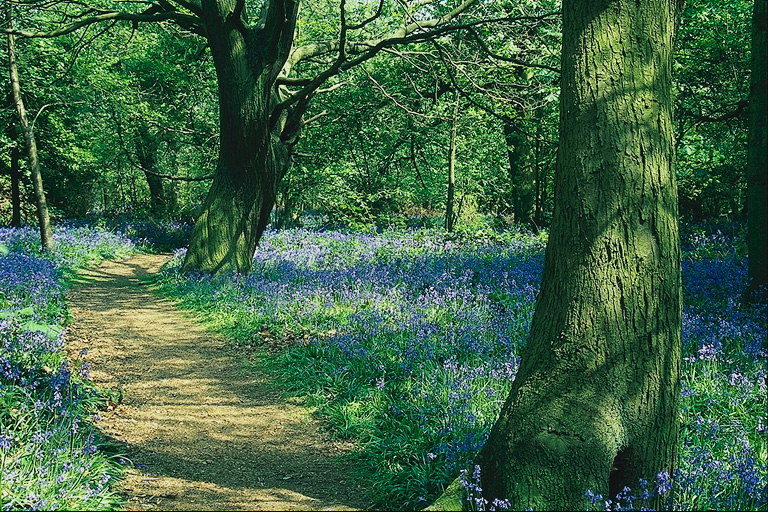 Trail. Purple matto kukkien