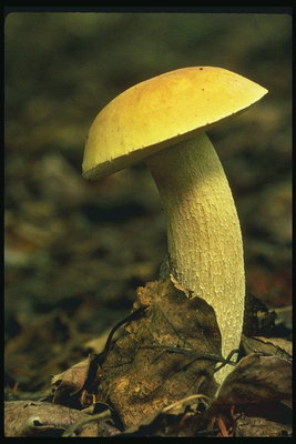Белый гриб среди листвы 