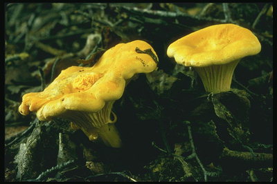Svampe er gule med en bølget cap