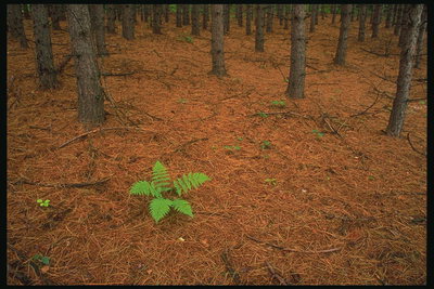 Fern on the ground covered hvoey