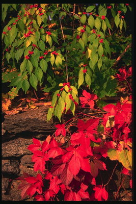 Rød drue blader og grener fra brann bær