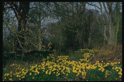 Der erste Frühling Aktion. Ein gelber Teppich aus Blumen