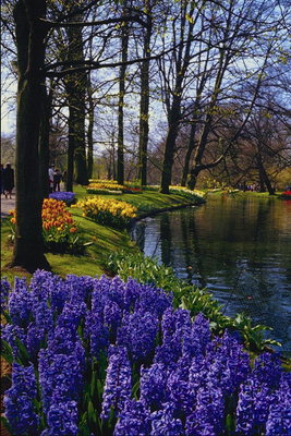 Park. Pond. En overflod av blomster
