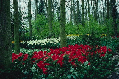 Park. Blumen - rot, gelb, weiß