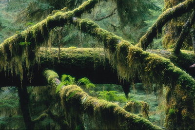 Habitat of moss