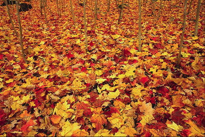 Autumn carpet. Golden leaves