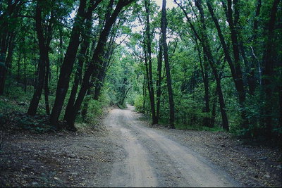 الطريق. الغابات