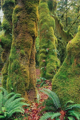 The trees and moss, fern
