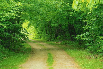Tunnel av trær. Road