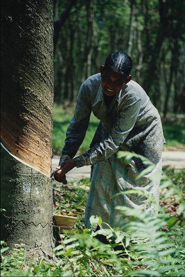 Una donna di raccolta resina dagli alberi