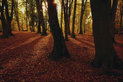 Zalazak sunca. Jesen Forest