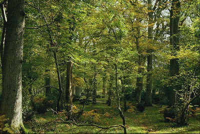 http://pix.com.ua/db/nature/trees_leaves/forest_floor/m-680088.jpg