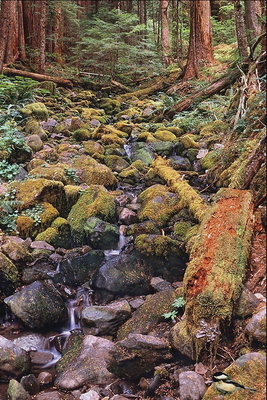 Trickle de rochas no Bosque