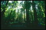 Crepuscle forestal